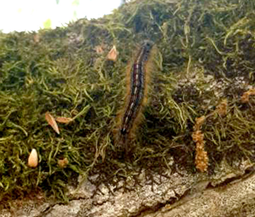 Chenille processionnaire La Baule Pornichet