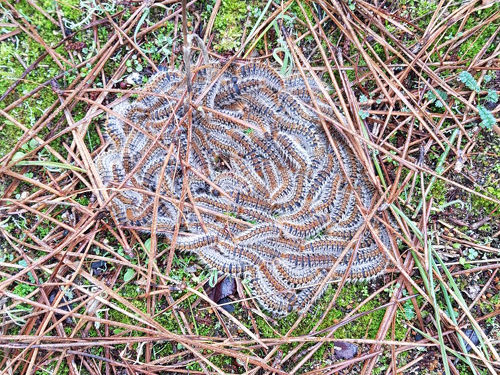 Chenilles processionnaire pin La Baule Pornichet