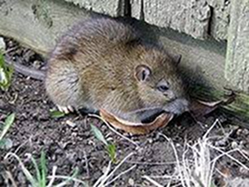 Deratiseur La Baule Pornichet Rat brun