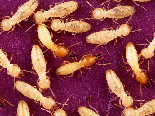 traitement Termites Pornichet La Baule