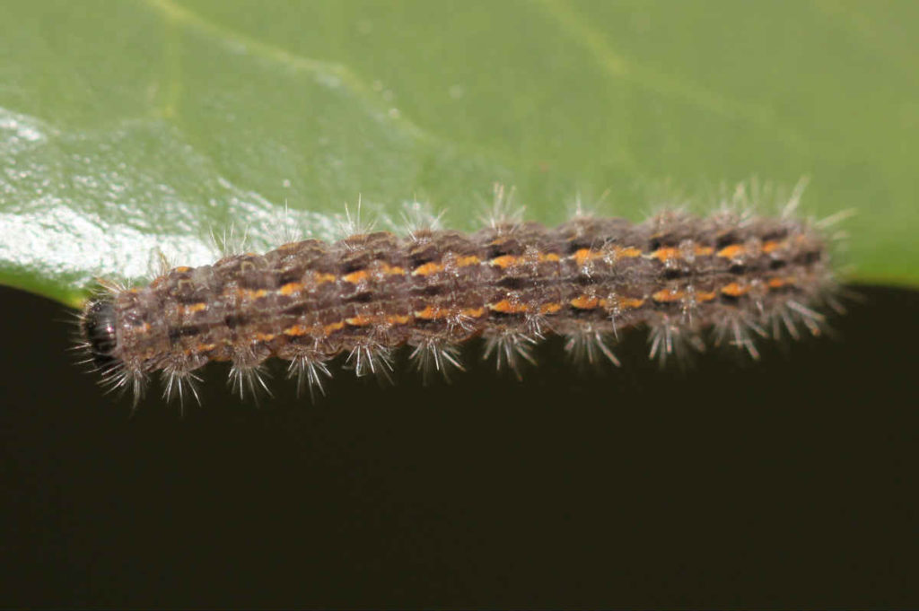 Chenille Eilema_caniola - Manteau pâle