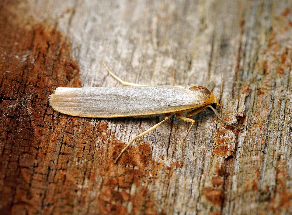 Papillon Eilema_caniola - Manteau pâle