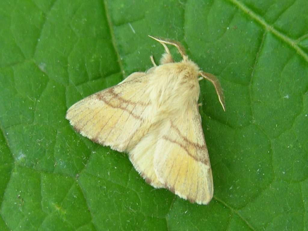 Papillon La Livrée des arbres-Malacosoma neustria