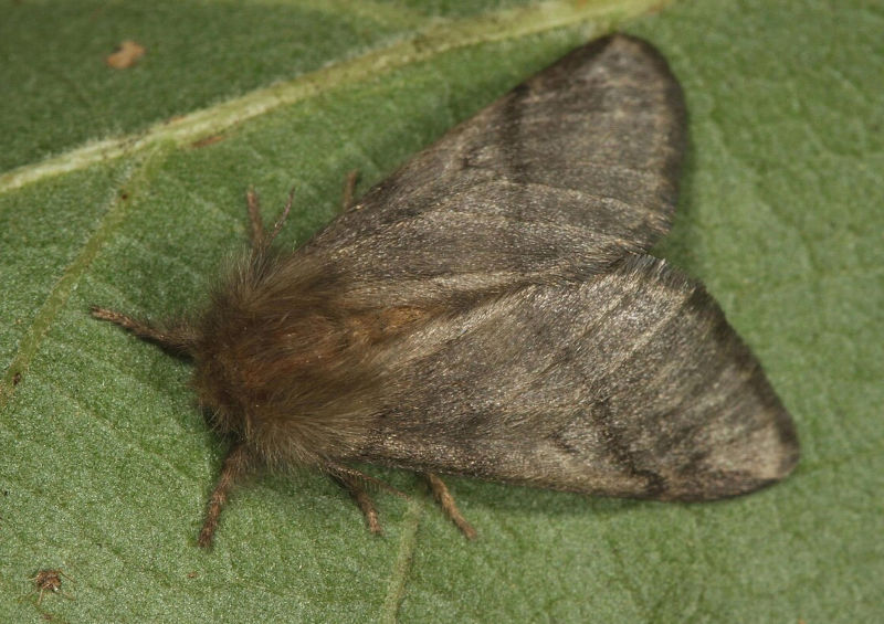 Papillon processionnaire du chêne - Thaumetopoea_processionea