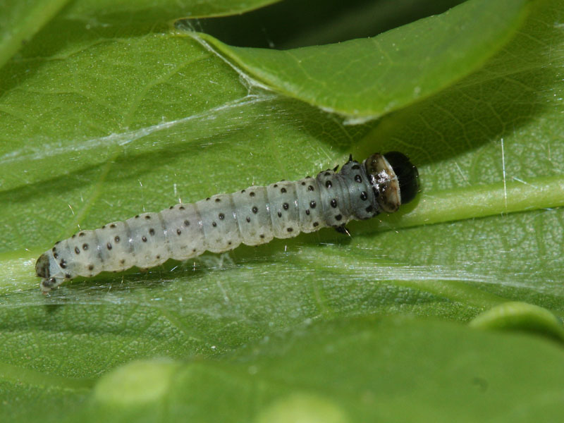 Chenille Tortrix viridana - Tordeuse verte du chêne