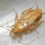 Blatte de jardin Ectobius pallidus