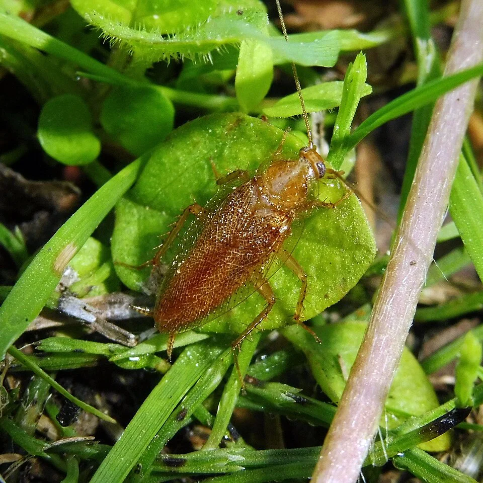 Blatte de jardin Ectobius pallidus