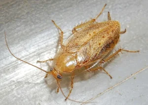 Blatte de jardin Ectobius pallidus