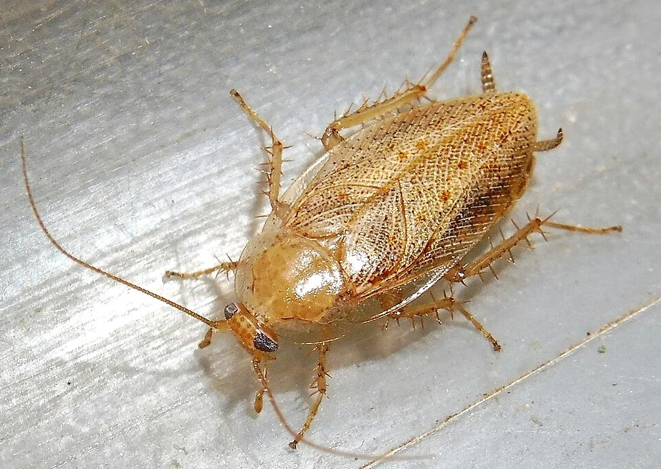 Blatte de jardin Ectobius pallidus